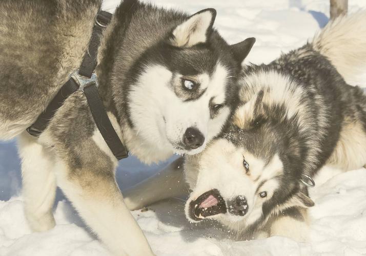 У хаски на выходных: уют, природа и радость общения