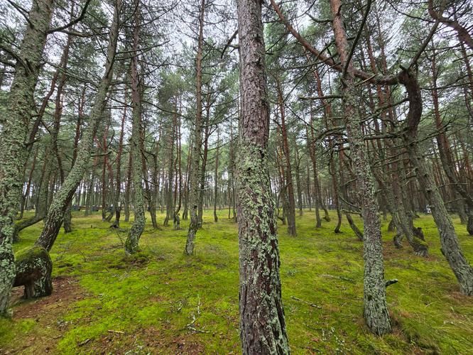 Вкус морского бриза и марципана