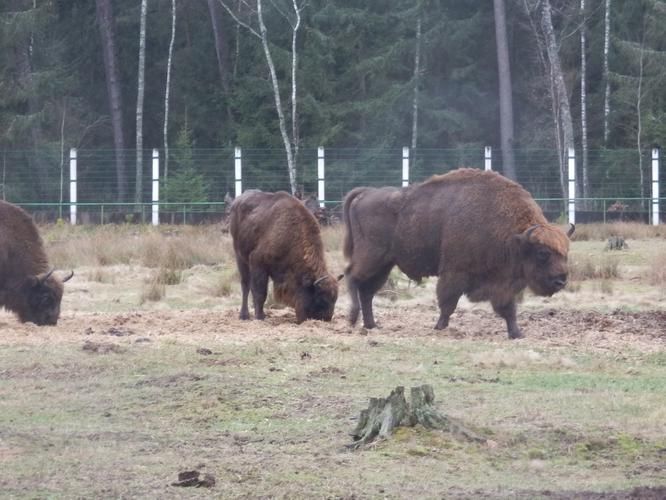 Завораживающее путешествие по Беларуси  7 дней (промо)