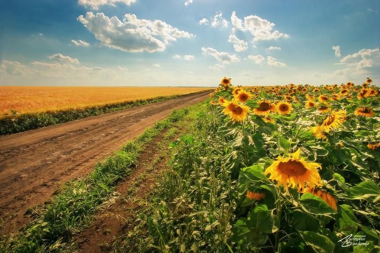 Автобус| Краснодар на Новый год: уют и колорит