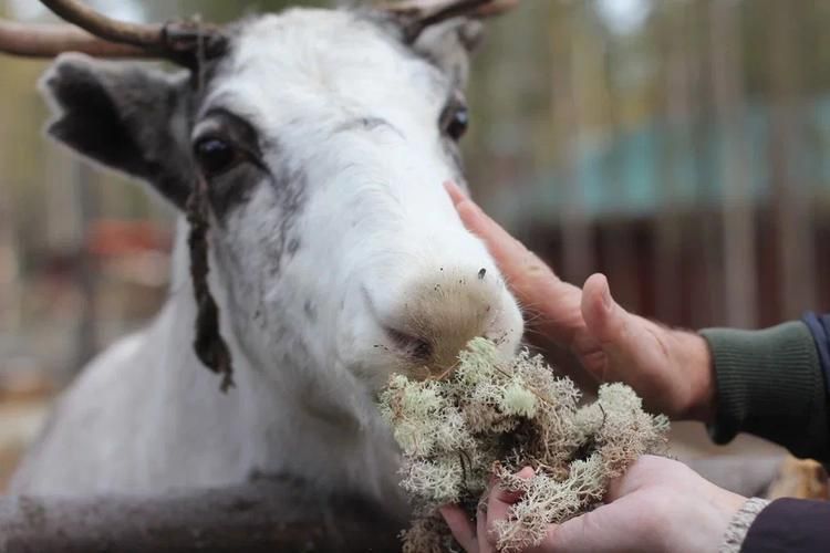 Оленьи выходные в Greenfield Park