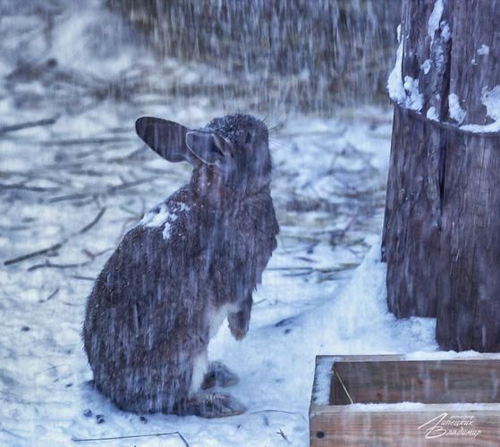 Автобус | Новогоднее путешествие по белорусским замкам и усадьбам из Твери
